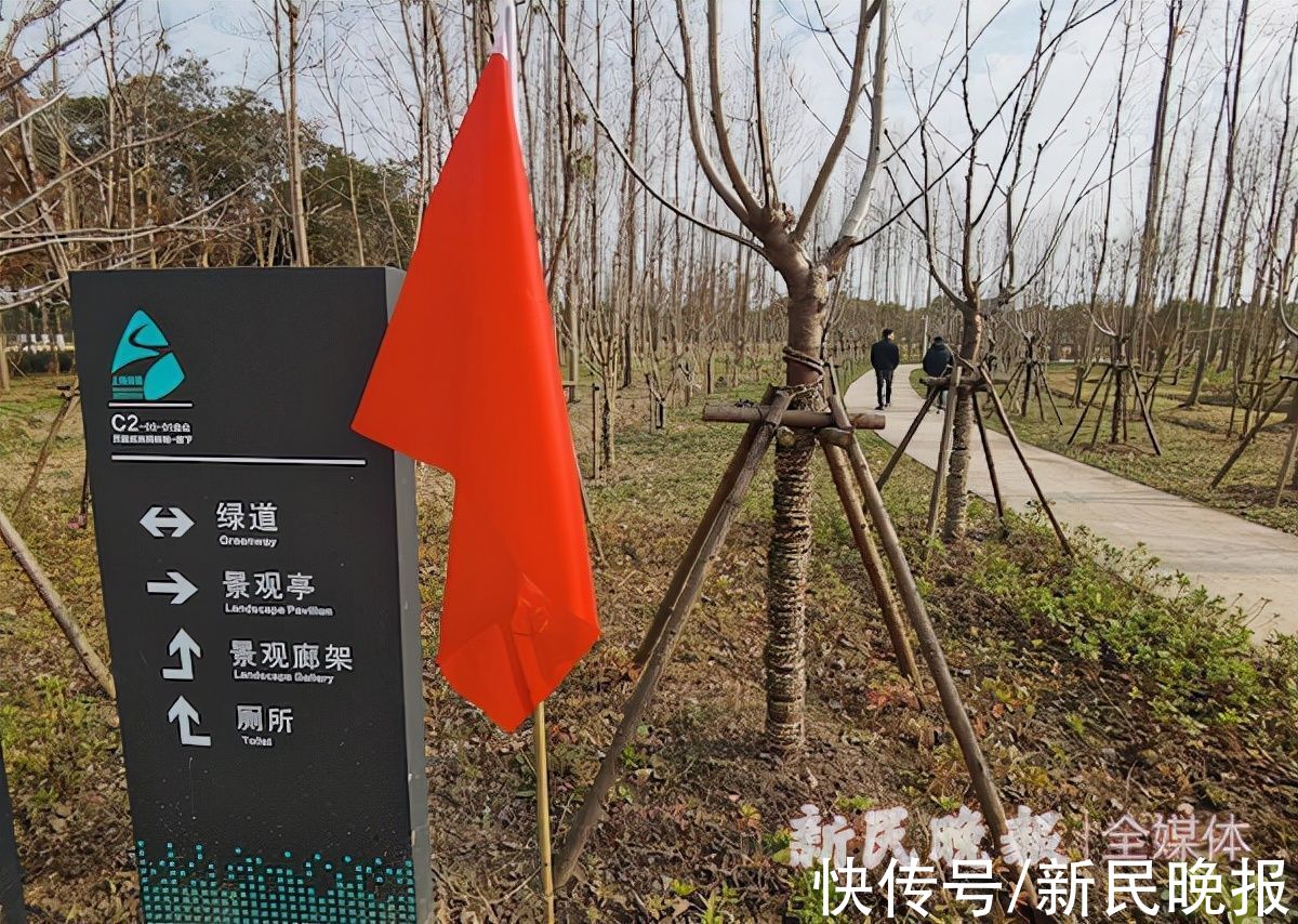 林地|“走不进的密林”成了“可穿行的绿洲”上海市首个千亩大型休闲林地今天开放