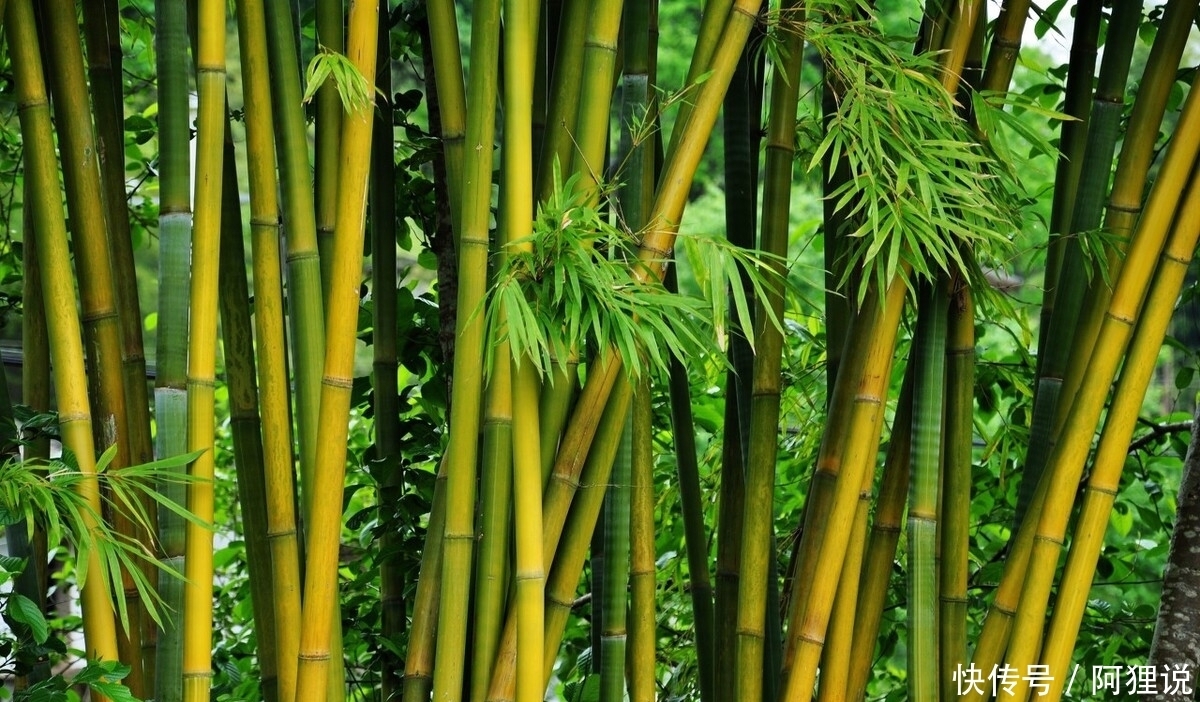 梅花凌寒|一幅《岁寒三友图》里,可以出现下列哪种植物?蚂蚁庄园今日答案