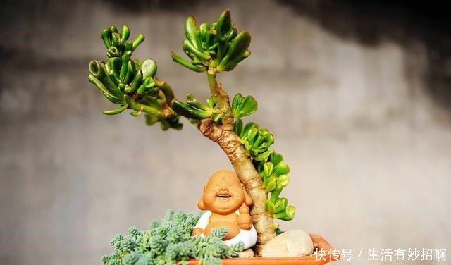 多肉植物不爆小头,用这个方法,比砍头更简单!
