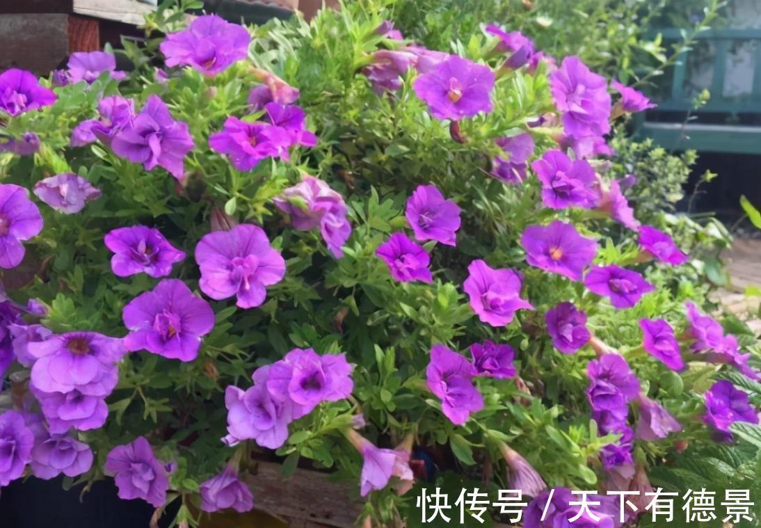 浇水|新买花卉有“5大忌”，买到以后别盲目，掌握技巧才能把它养好