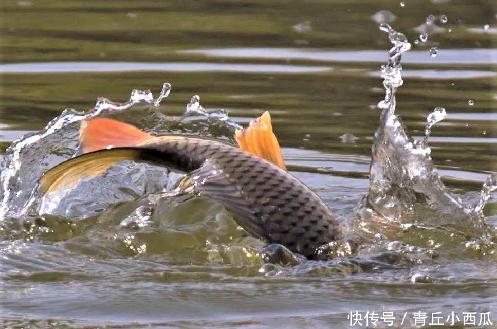 铅皮|调平水钓两目总是调不好？现在才明白，原来有两种调漂方式