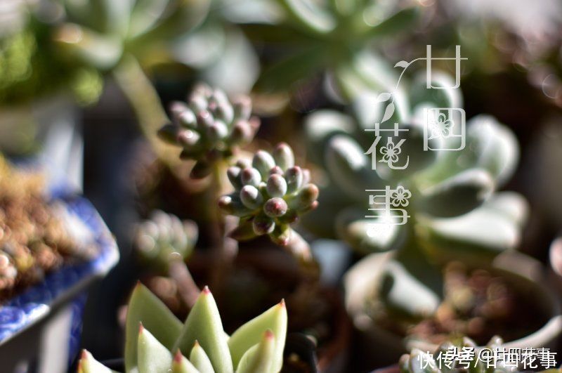 秋天|处暑过后，给多肉植物做件事，让它在秋天心无旁驽，专心变美