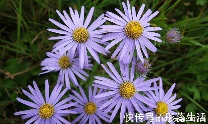 上皮细胞|提个醒：见到此野花，一定要拔回家，好处不请自来，作用非常大