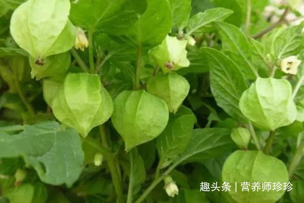 键子|农村常见的2种野草,好吃又好玩,药食两用效果好,不知道可惜了