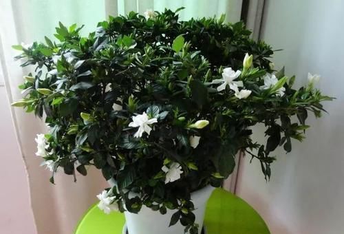 栀子花就是个老酒鬼，用了啤酒叶子更绿，开花洁白香味清新