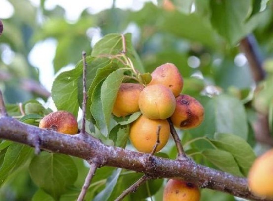 种植|北方特有的野果，要“烂”在树上才好吃，如今30元一斤争相购买