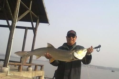 人称“水中老虎”,鱼中的害群之马,肉质鲜美,5000块只能买90斤