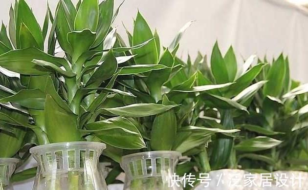 鹅掌柴|从9月16日开始,家养此款花卉,个个开花漂亮,盛开时繁花似锦