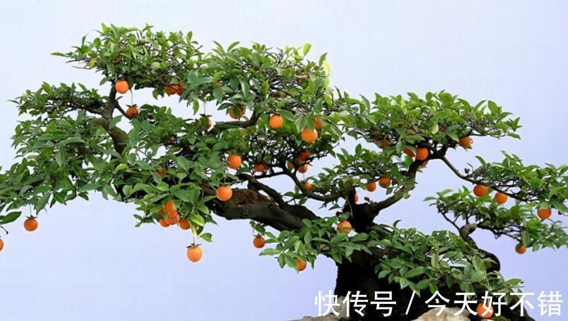 这3种植物适合新手玩“养成老桩”,甭错过!