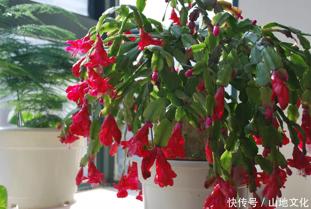 客厅就养3种花,花期在冬季,富贵又大气