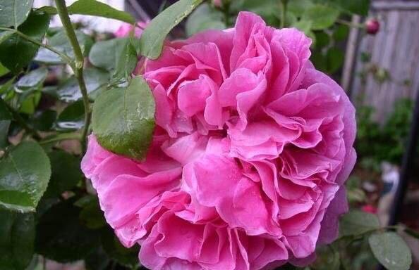 养月季,有2个“小技巧”,笋芽壮、花苞多,花儿开得碗口大