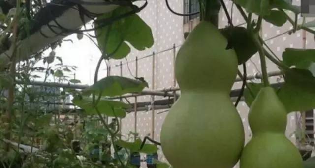 刘大爷|7旬老人捡了1500个塑料瓶,在自家后院搭起菜园子,全自动管