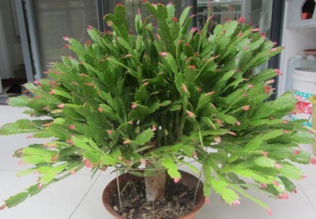 悄悄告诉你，养好“蟹爪兰”，离不开2种水，10天一次，花开满盆