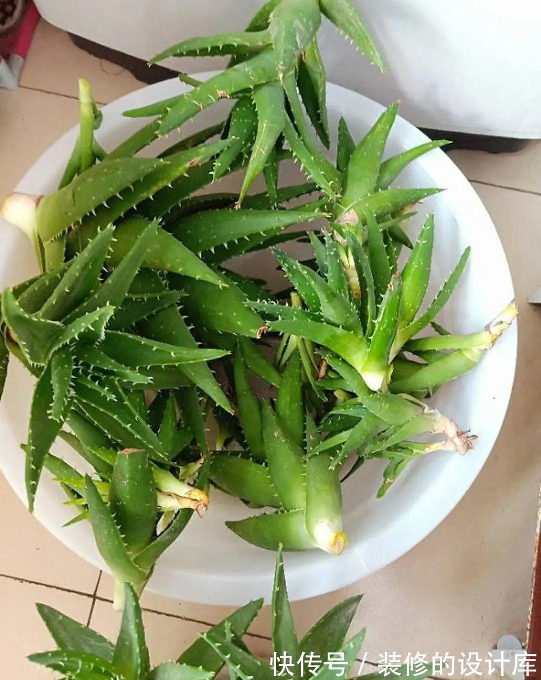 芦荟|8种花像“老母猪”,种一棵,生一窝,多得没地方养