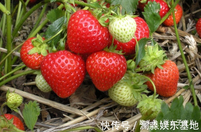 水果|孕期吃水果有讲究,这苹果等水果是孕妈首选,对孕妈和胎儿都好