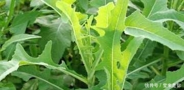 東風(fēng)菜|有的野菜農(nóng)村人都不喜歡吃，但都有很多的功效