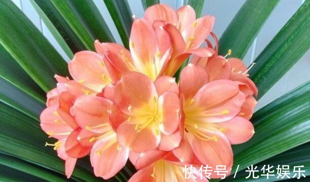 液体|家家都有的一种“液体”,君子兰吃“1勺”,疯长如白菜,花还多