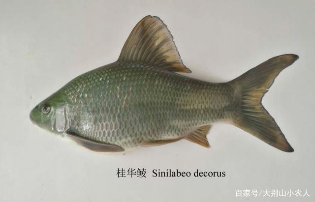 养殖|新手钓获“巨型麦穗鱼”,价值百元一斤,确定不是十年鱼后笑纳了