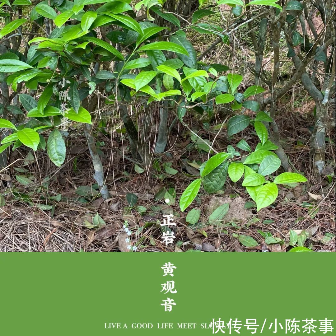 黄观音|老树黄观音，优雅花香包在稠滑茶汤里，既重香又重水的完美之作