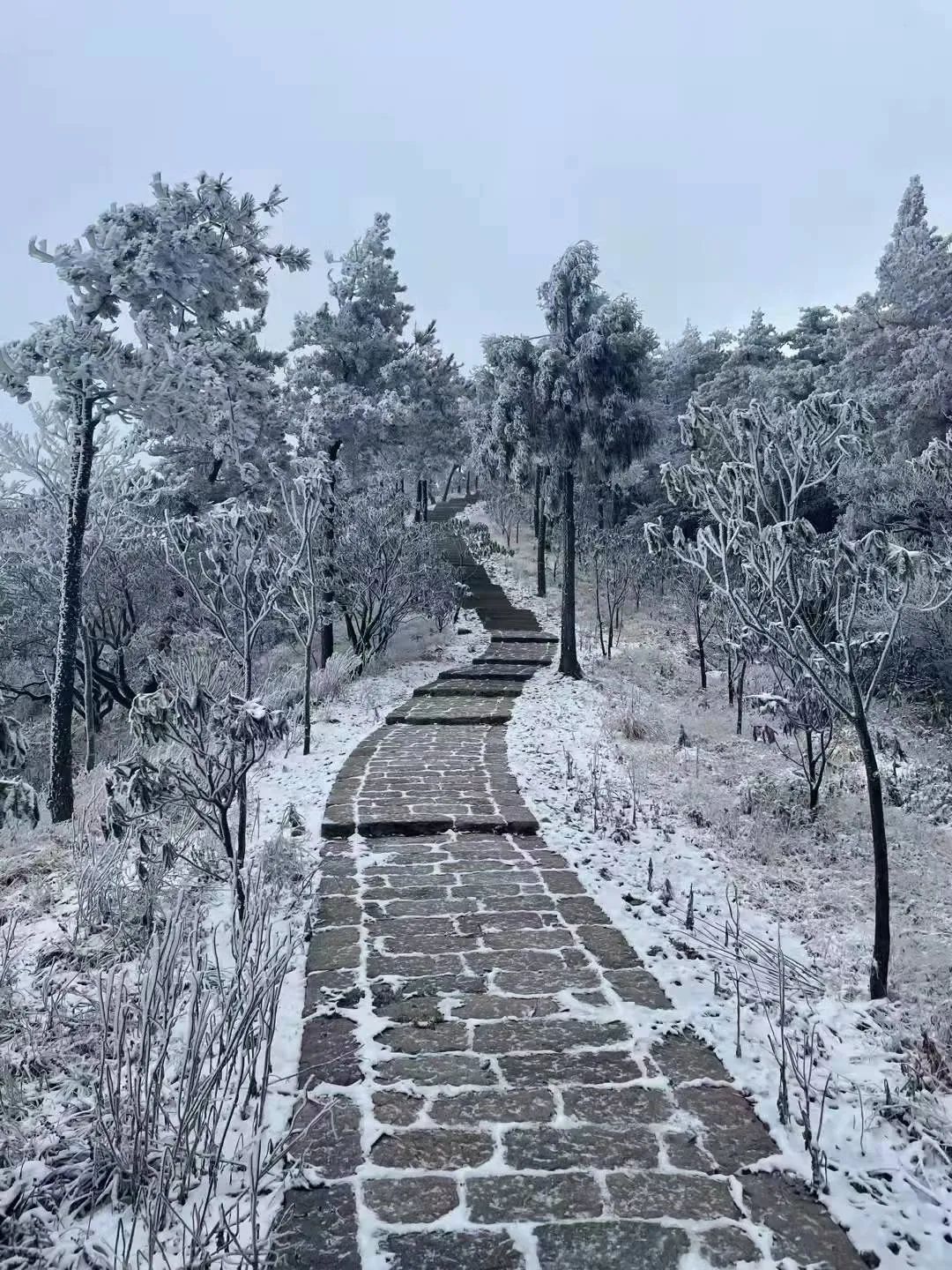 雪景|太美了！台州最新雪景！括苍山跌至-10℃，再现云海奇观（多图多视频）