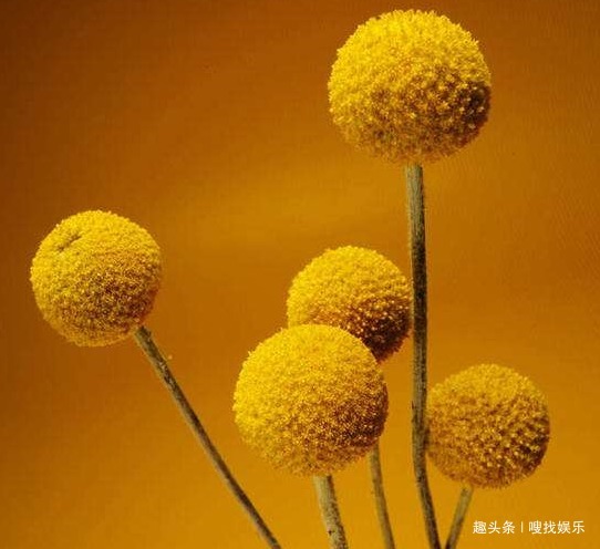 此花小巧玲珑，金黄色的花朵色泽鲜艳夺目，且花开不败灿烂永恒