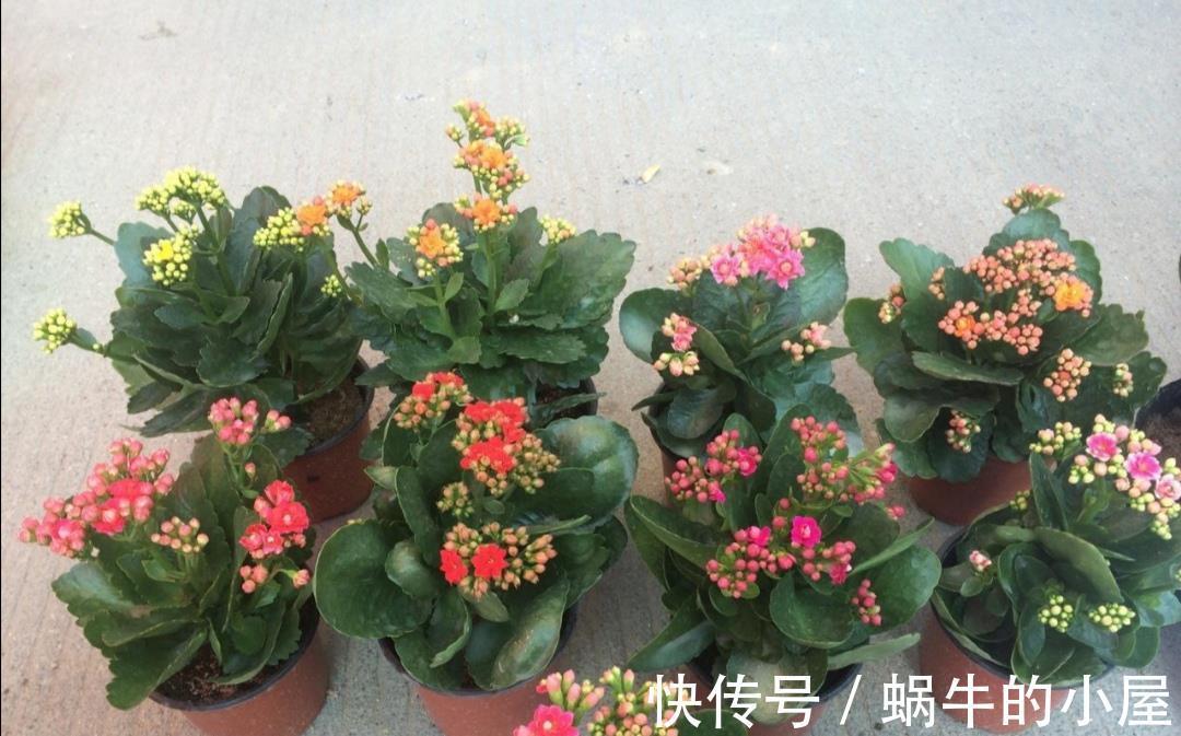 太阳花|5种耐旱花,不用经常浇水,没时间养花就养它