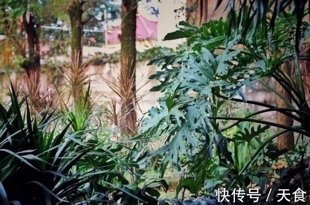 花草&93岁的少女,隐居山里,与花草为伴,将自己活成了精灵的模样