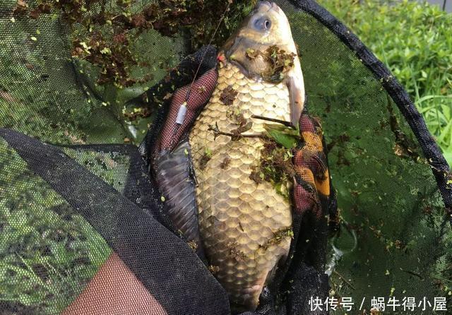 野钓很牛的一款饵料,自己在家就能做,学会以后好钓大鱼