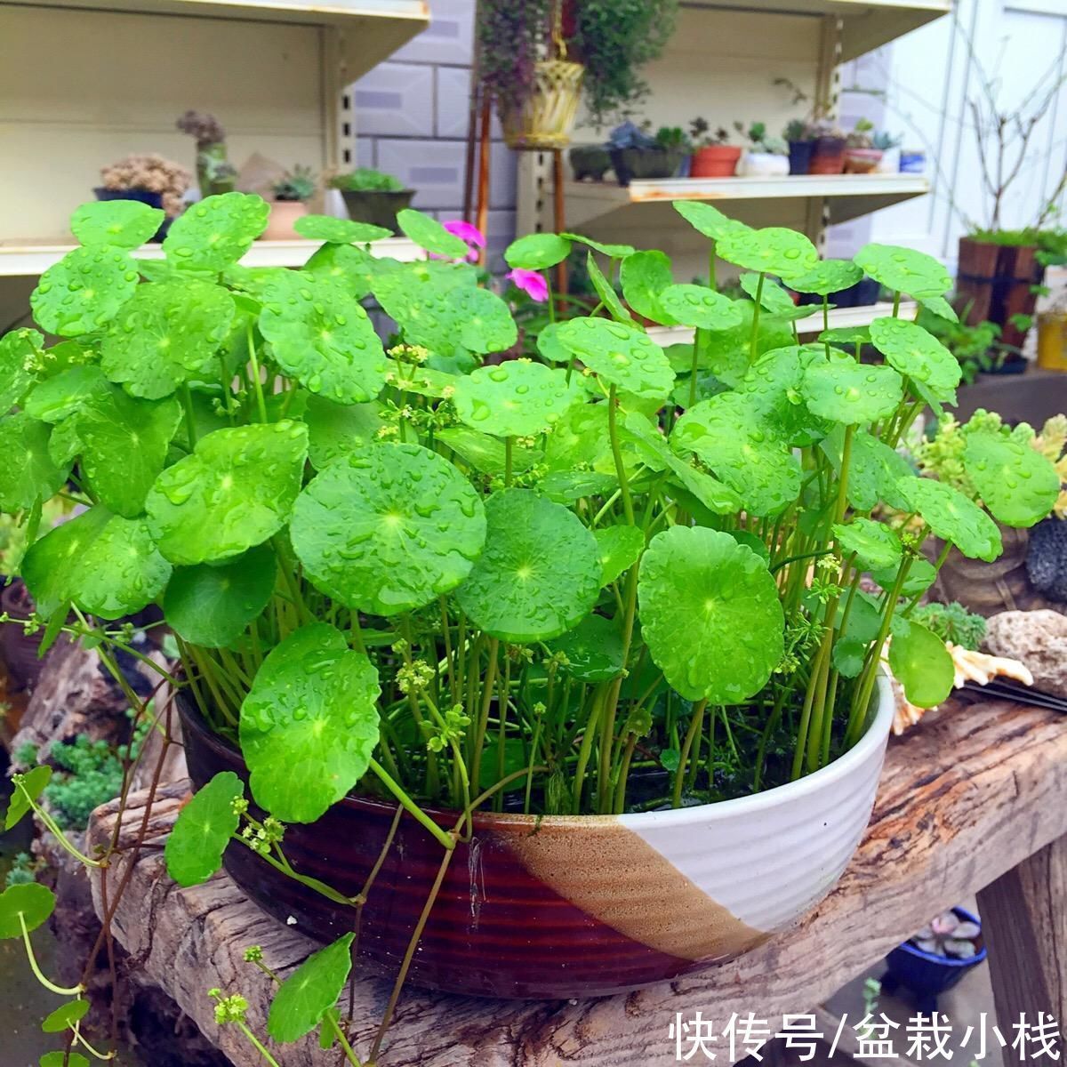 6种花，盆盆不超10块钱，买回家好养又好看