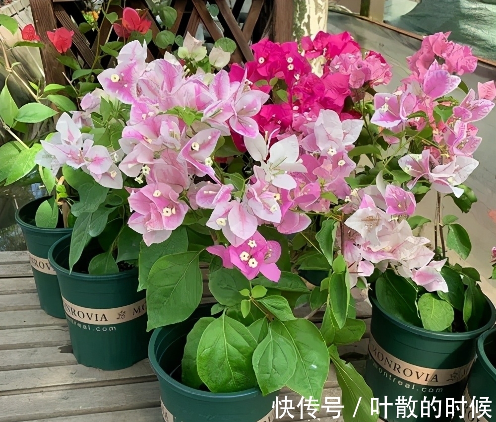 蝴蝶兰|公认“难养”的5种花，没有10年以上的养花经验，建议别买