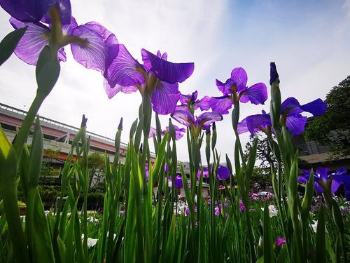 东京迎来鸢尾花盛开季节吸引大批游客观赏 快资讯