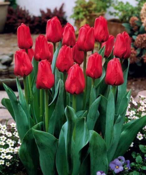 5种漂亮花,现在养一盆正当时,能开到明年夏天,适合新手花友