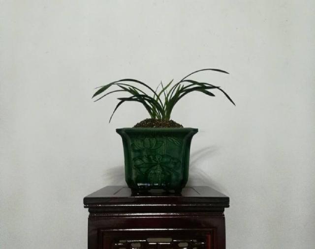 怀疑人生了，养护一年的兰花总是僵苗不见长，脱盆以后发现小秘密