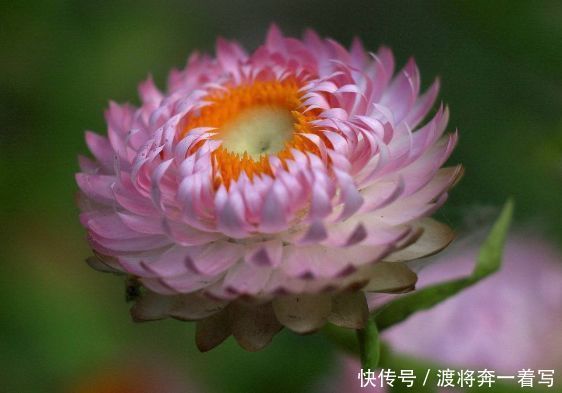 阳台养花就选此款花卉,花开美观又大气,绚丽多姿,花香怡人