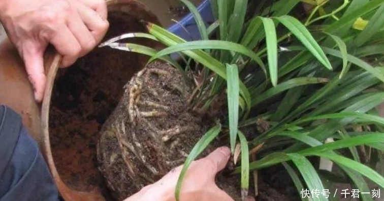 石子|养花不换盆,养一盆死一盆,终于知道为什么自己养不好花了!