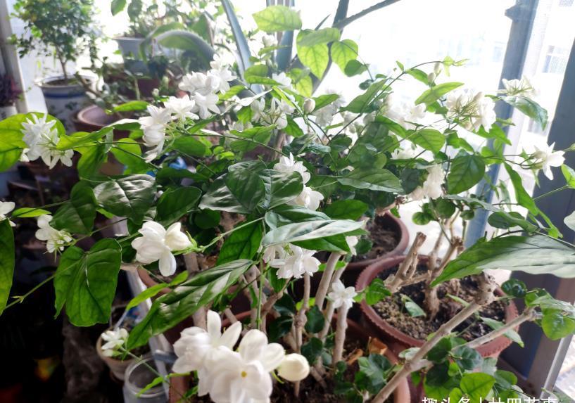 “欠修理”的花，不修不旺，剪剪花多，别舍不得