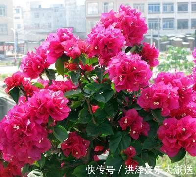 花芽|一招分辨三角梅“花芽”，是“受伤”还是“花爆发”，一眼就认清