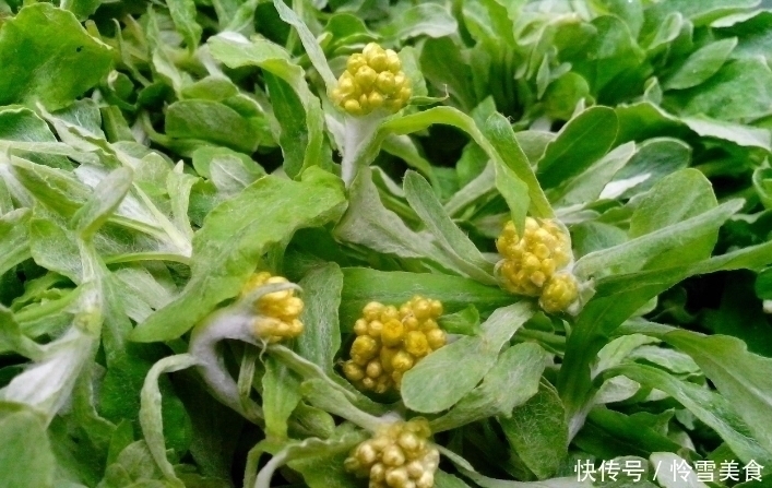 燕窝|农村小野草,竟号称“草中燕窝”,奶奶常拿来烙饼,营养丰富!