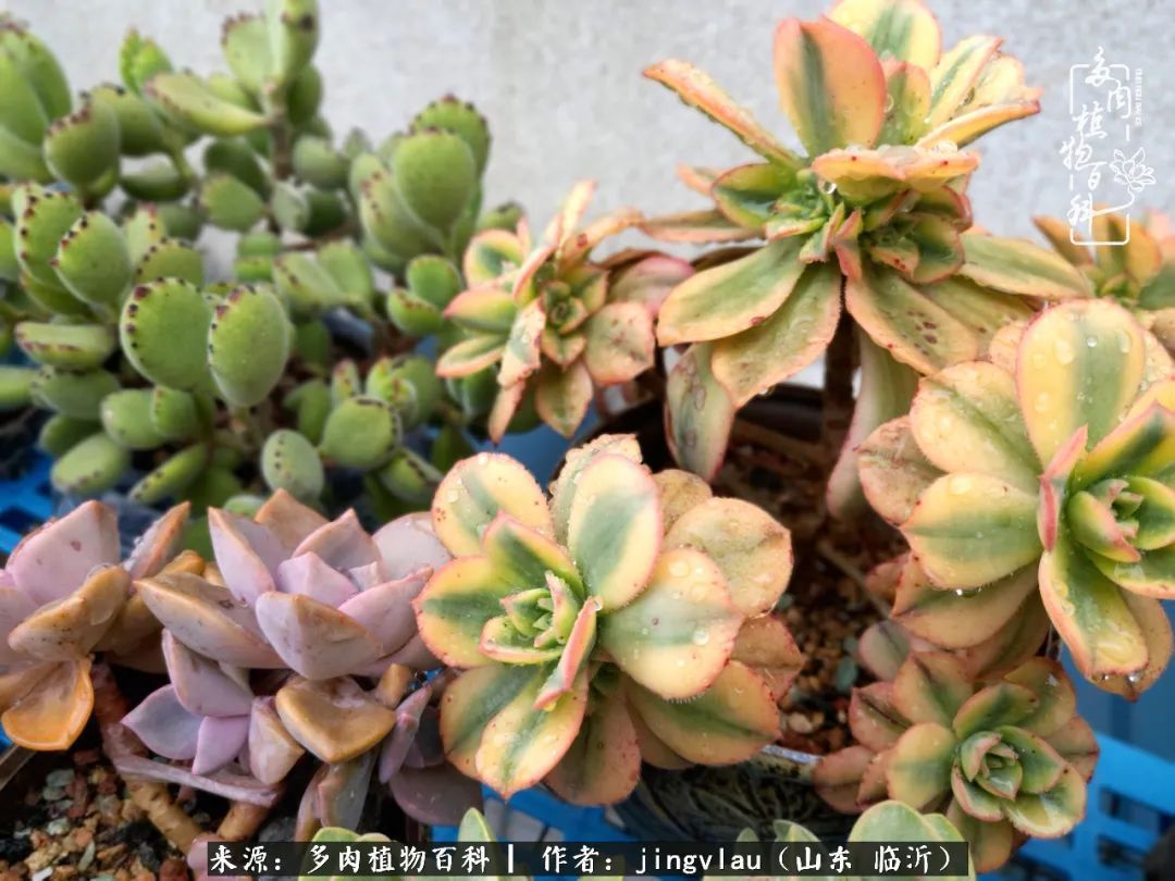 花月|多肉露养度夏,没遮阳没遮雨,有惊无险!