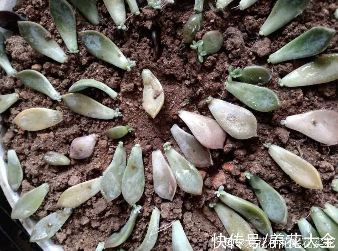 养花大棚倒闭,“贵货花”路边扔了一地,后悔没带个大麻袋