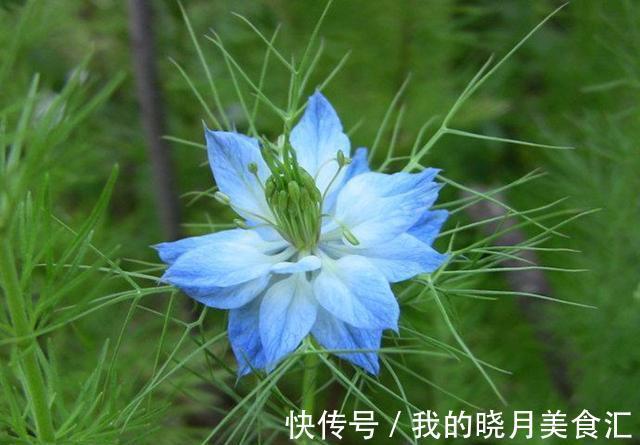 此种花可耐40度高温,可在室外过冬,一开花却惊艳了时光