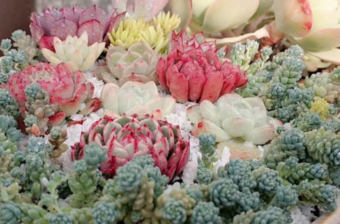 多肉植物如何变成果冻色