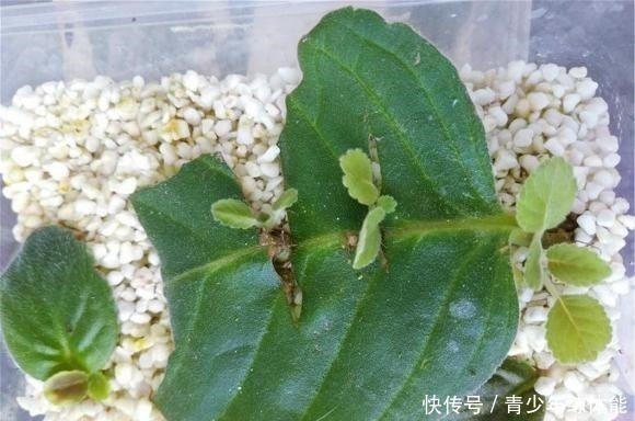 保鲜膜|这种花“太顽强”,叶子“剪碎”插土里还能发芽,开花还非常漂亮!
