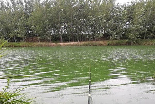 同样钓鱼别人连杆,你却次次抬杆不中鱼,你懂看漂抓口的技巧吗