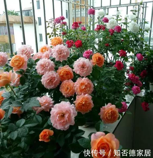 磷酸二氢钾|4种漂亮花,下个月就开花,现在别“瞎修剪”,耽误一年开花量