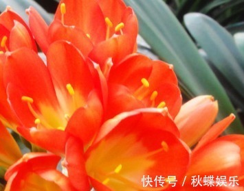 三种最耐旱的花,浇水越少越能轻松开爆盆,真是新手必备