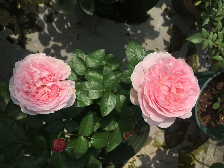 喜欢养花,不如养盆紫雾泡泡,花朵像玫瑰,全年花开不断