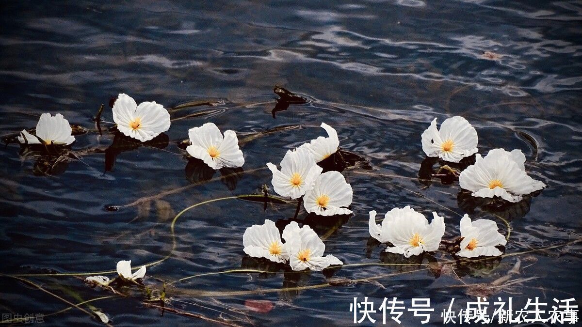 泸沽湖|植物界的“水性杨花”,泸沽湖成了它们的天堂,原来全身都是宝