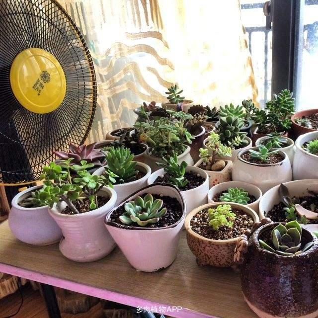 多肉|夏天多肉浇水，有小技巧，3个错误不要犯，小心多肉变“烂肉”