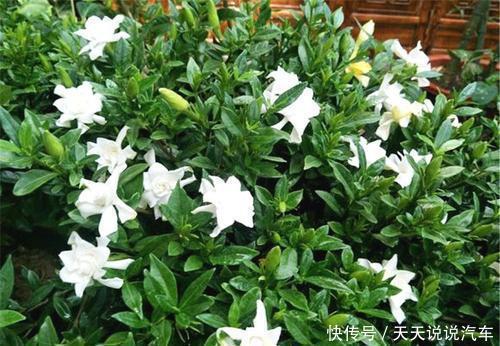栀子花|公认难养的2种花，改变养殖方法，养得久开花美，5分钟学会！